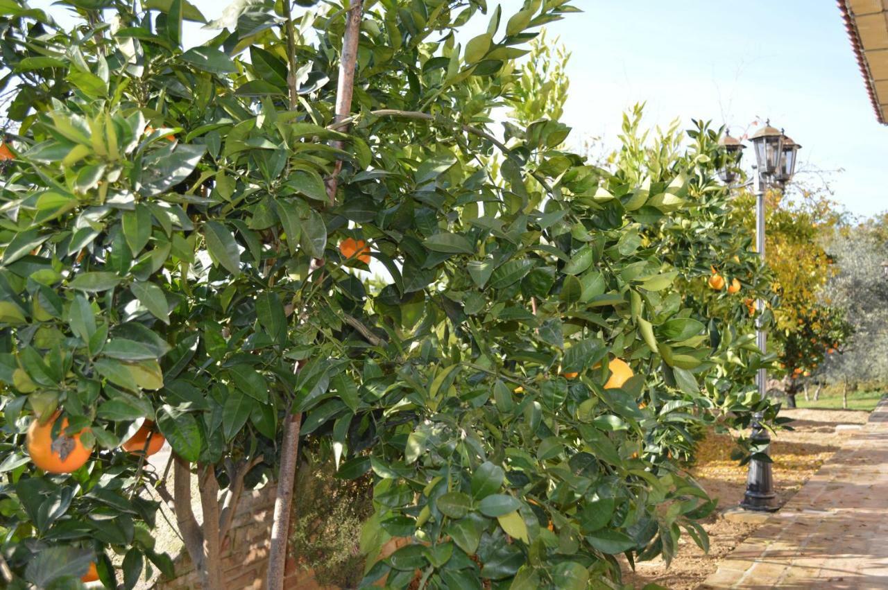 Casale Del Sole Bed and Breakfast Cepagatti Εξωτερικό φωτογραφία